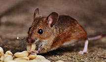 24 Hour & Emergency Exterminators in Cty Of Cmmrce, CA